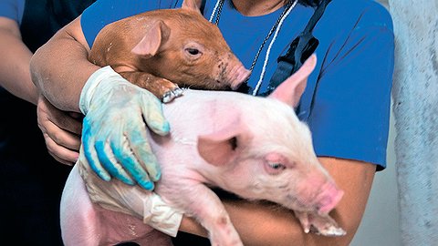 Время Большой Свиньи